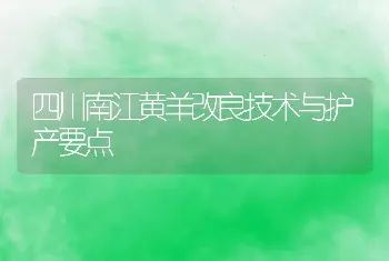 四川南江黄羊改良技术与护产要点