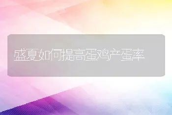 盛夏如何提高蛋鸡产蛋率