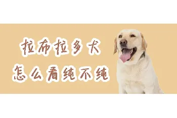 拉布拉多犬怎么看纯不纯