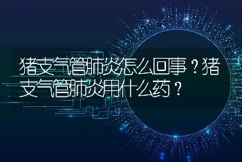 猪支气管肺炎怎么回事？猪支气管肺炎用什么药？