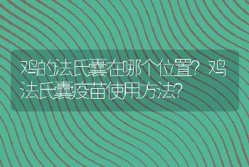 鸡的法氏囊在哪个位置？鸡法氏囊疫苗使用方法？