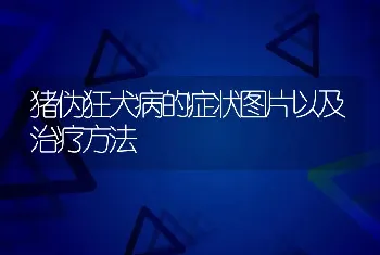 猪伪狂犬病的症状图片以及治疗方法