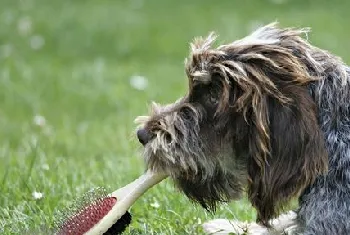 刚毛指示格里芬犬身上有虫怎么办