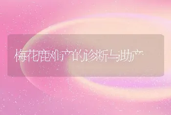 梅花鹿难产的诊断与助产