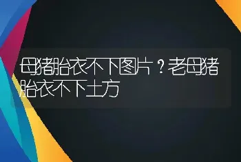 母猪胎衣不下图片？老母猪胎衣不下土方