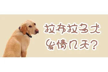 拉布拉多犬发情几天