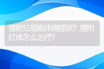 猪附红细胞体病症状？猪附红体怎么治疗？