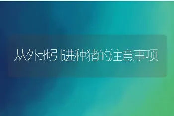 从外地引进种猪的注意事项