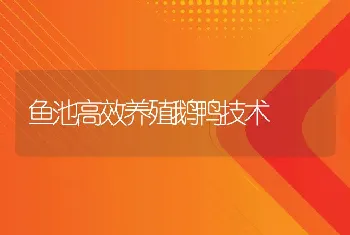 鱼池高效养殖鹅鸭技术