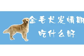 金毛犬发情期吃什么好