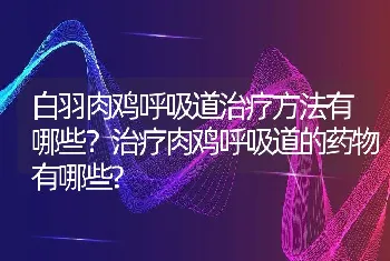 白羽肉鸡呼吸道治疗方法有哪些？治疗肉鸡呼吸道的药物有哪些?