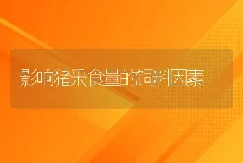 影响猪采食量的饲料因素