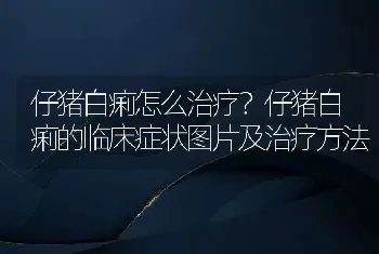 仔猪白痢怎么治疗？仔猪白痢的临床症状图片及治疗方法