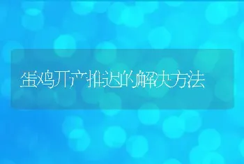 蛋鸡开产推迟的解决方法