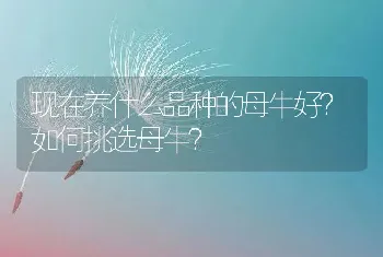 现在养什么品种的母牛好？如何挑选母牛？