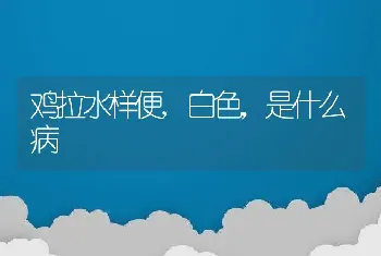 鸡拉水样便,白色，是什么病