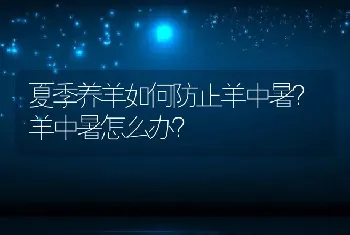 夏季养羊如何防止羊中暑？羊中暑怎么办？