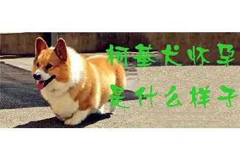 柯基犬怀孕是什么样子