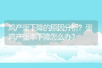 鸡产蛋下降的原因分析？蛋鸡产蛋率下降怎么办？