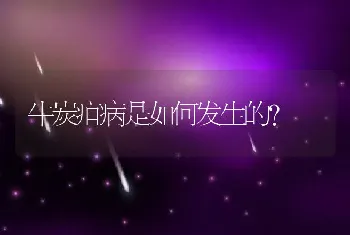 牛炭疽病是如何发生的？