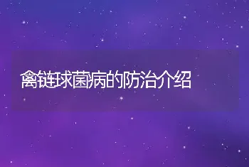 禽链球菌病的防治介绍