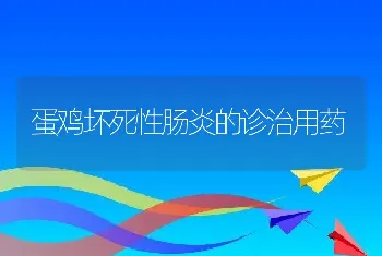 蛋鸡坏死性肠炎的诊治用药