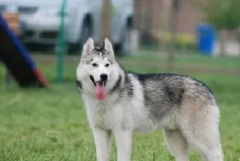 西伯利亚雪橇犬品种介绍