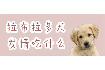 拉布拉多犬发情吃什么