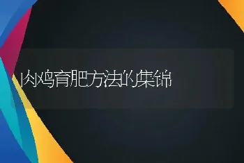 肉鸡育肥方法的集锦