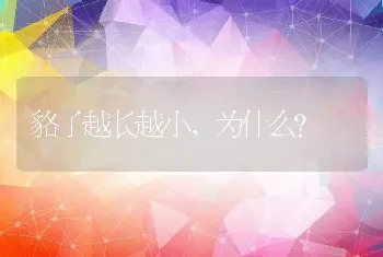 貉子越长越小，为什么？