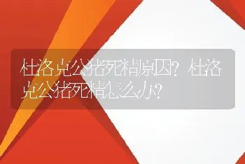 杜洛克公猪死精原因？杜洛克公猪死精怎么办？