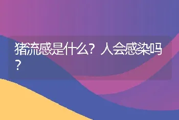 猪流感是什么？人会感染吗？