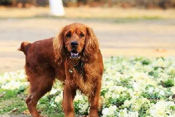 田野小猎犬呕吐怎么办 田野小猎犬呕吐治疗方法