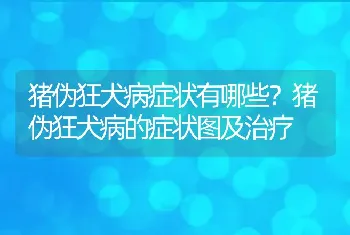 猪伪狂犬病症状有哪些？猪伪狂犬病的症状图及治疗