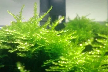 水族箱养水草的水温问题解析