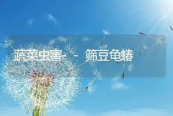 蔬菜虫害--筛豆龟蝽