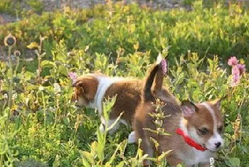 挪威伦德猎犬怎么驱虫 挪威伦德猎犬驱虫方法