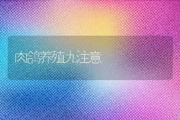 肉鸽养殖九注意