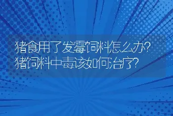 猪食用了发霉饲料怎么办？猪饲料中毒该如何治疗？