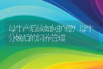 母牛产后该如何护理?母牛分娩后的饲养管理