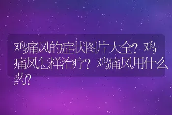 鸡痛风的症状图片大全？鸡痛风怎样治疗？鸡痛风用什么药？