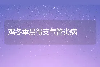 鸡冬季易得支气管炎病