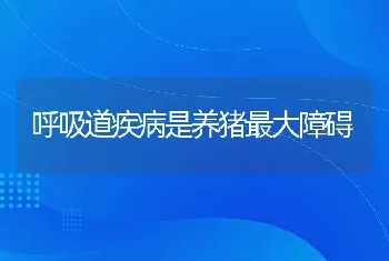 呼吸道疾病是养猪最大障碍