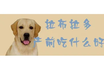 拉布拉多产前吃什么好