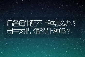 后备母牛配不上种怎么办？母牛太肥了配得上种吗？