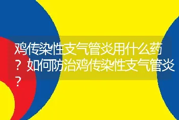 鸡传染性支气管炎用什么药？如何防治鸡传染性支气管炎？