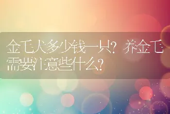 金毛犬多少钱一只？养金毛需要注意些什么？