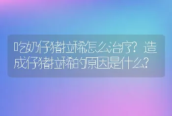 吃奶仔猪拉稀怎么治疗?造成仔猪拉稀的原因是什么?