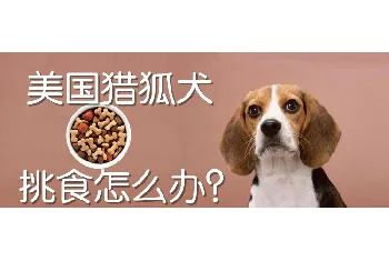 美国猎狐犬挑食怎么办