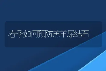 春季如何预防羔羊尿结石